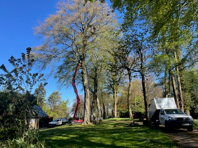 Tree Pruning